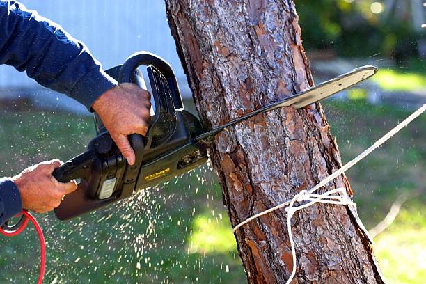 Best Root Management and Removal  in Star Valley Ranch, WY