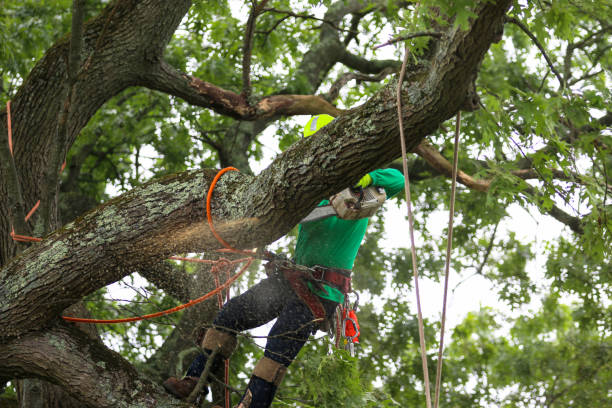 Star Valley Ranch, WY Tree Removal Services Company