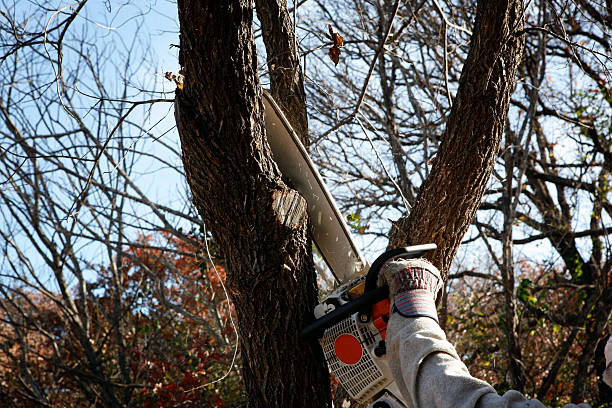  Star Valley Ranch, WY Tree Removal Services Pros